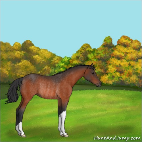 Horse Color:Bay Rabicano 