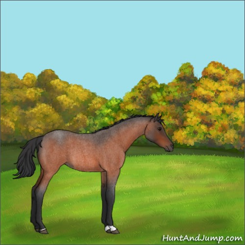 Horse Color:Bay Roan Rabicano 