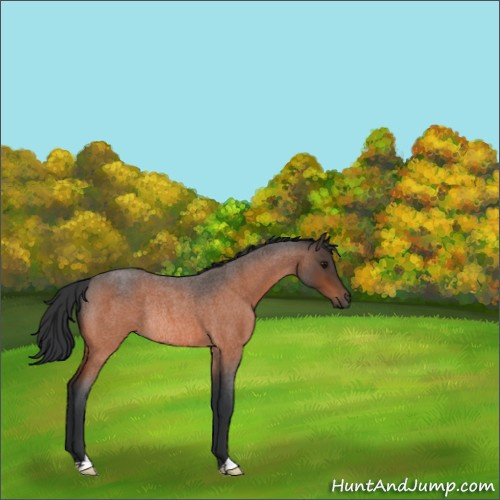 Horse Color:Bay Roan Rabicano 