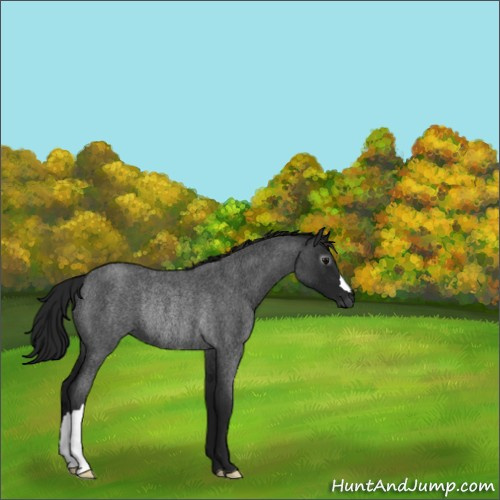 Horse Color:Gray Blue Roan Rabicano 