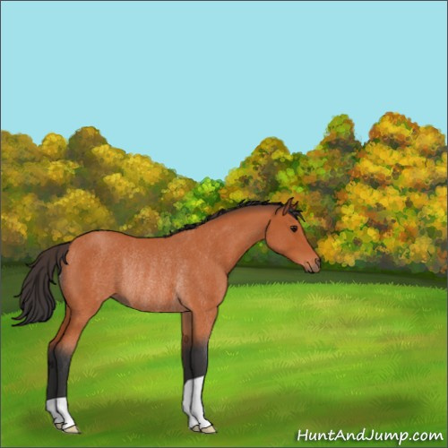Horse Color:Bay Roan Rabicano 