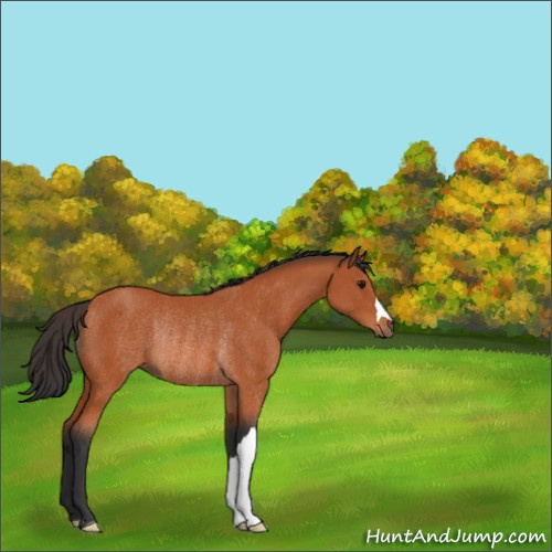 Horse Color:Bay Rabicano 