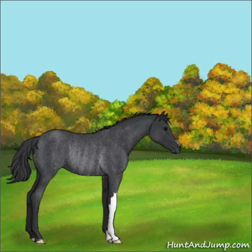 Horse Color:Blue Roan Rabicano 