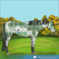 Horse Color:Plaid  White Spotted Bay Ice Dun 