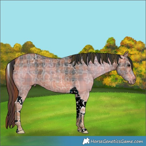 Horse Color:Plaid  Brown Ice Tobiano Rabicano 