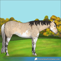 Horse Color:Buckskin Ice Dun Splash 