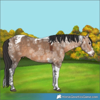 Horse Color:Bay Ice Dun Splash Tobiano 