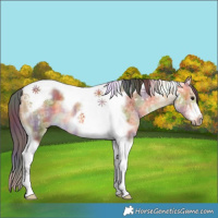 Horse Color:Nacre Buckskin Ice Dun Splash Tobiano Frame Rabicano 