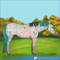 Horse Color:Plaid  White Spotted Bay Ice Dun 