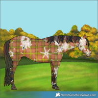 Horse Color:Plaid  White Spotted Bay Ice Dun Rabicano 