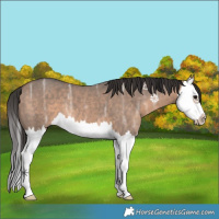 Horse Color:Bay Ice Dun Splash 