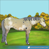 Horse Color:Watercolor White Spotted Bay Ice Dun 