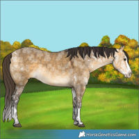 Horse Color:Buckskin Ice Dun Splash 