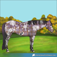 Horse Color:Plaid  White Spotted Bay Ice Dun Frame Rabicano 