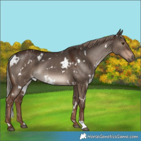 Horse Color:White Spotted Liver Red Dun