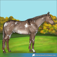 Horse Color:White Spotted Liver Red Dun 