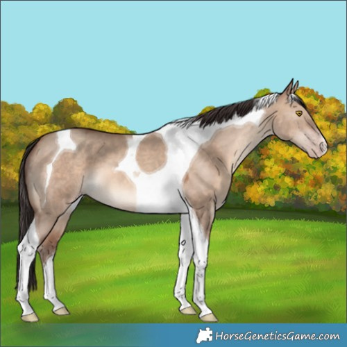 Horse Color:Sable Champagne Dun Tobiano 