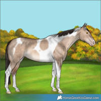 Horse Color:Sable Champagne Dun Tobiano