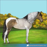 Horse Color:Buckskin Dun Tobiano 