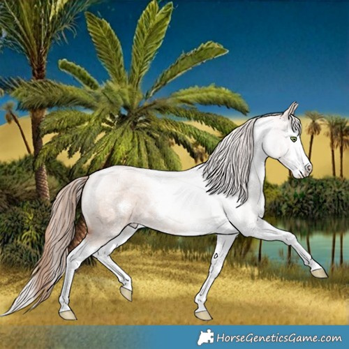Horse Color:Gold Champagne Roan Dun Sabino Splash 