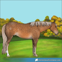 Horse Color:Chocolate Palomino 