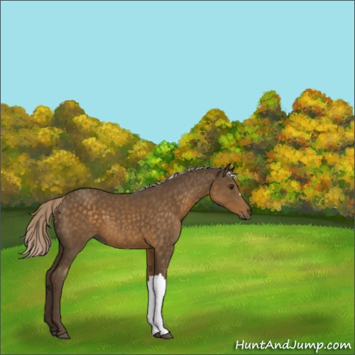 Horse Color:Chocolate Palomino 