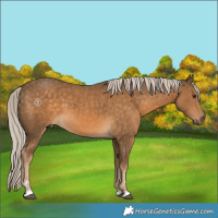Horse Color:Chocolate Palomino 