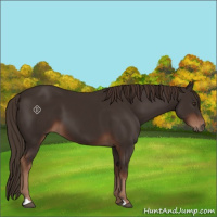 Horse Color:Liver Chestnut 