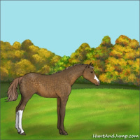 Horse Color:Chocolate Palomino 