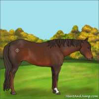 Horse Color:Liver Chestnut 