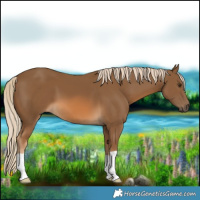 Horse Color:Chocolate Palomino 