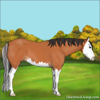 Horse Color:Bay Sabino Splash 