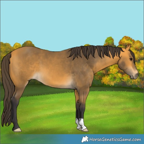 Horse Color:Buckskin 