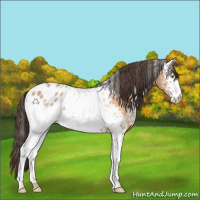 Horse Color:White Spotted Amber Champagne Appaloosa 