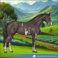 Horse Color:Liver Chestnut Sabino 