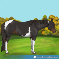 Horse Color:Liver Chestnut Tobiano 