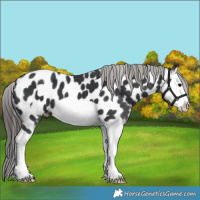 Horse Color:Black Splash Frame Near Leopard 