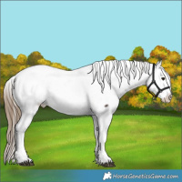 Horse Color:Buckskin Tobiano Frame Fewspot 