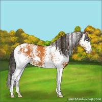 Horse Color:White Spotted Buckskin 