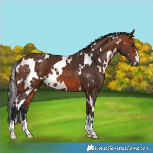 Horse Color:White Spotted Bay 