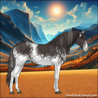 Horse Color:White Spotted Smoky Black 