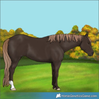 Horse Color:Liver Chestnut 