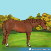 Horse Color:Chestnut Rabicano 