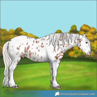 Horse Color:Silver Brown Ice Splash Tobiano Appaloosa 