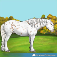 Horse Color:Chocolate Palomino Sabino Appaloosa