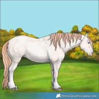 Horse Color:Amber Cream Champagne Pearl Sabino Tobiano Rabicano