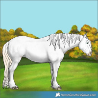 Horse Color:Gold Champagne Sabino Tobiano Appaloosa 