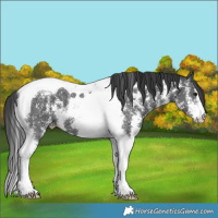 Horse Color:Black Sabino Tobiano