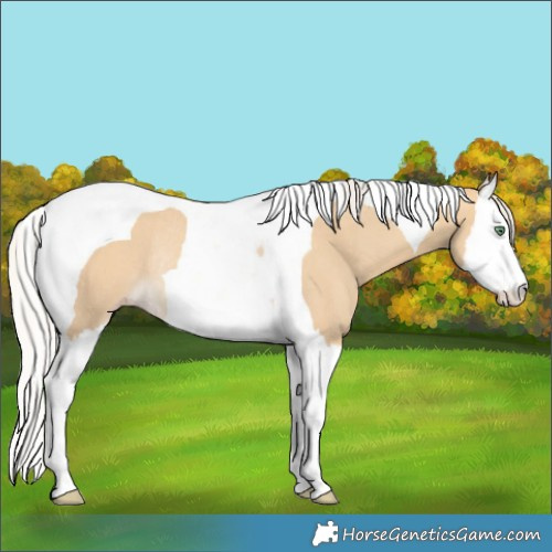 Horse Color:Silver Sable Cream Champagne Dun Splash Tobiano Rabicano 