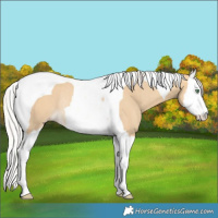 Horse Color:Silver Sable Cream Champagne Dun Splash Tobiano Rabicano 